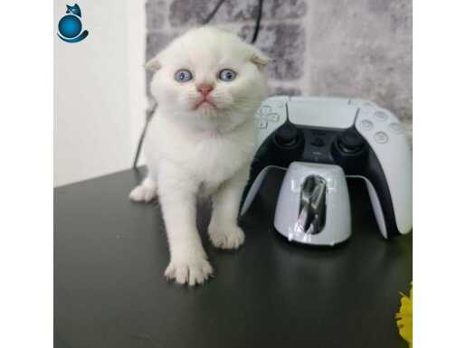 Show kalitede sağlıklı bebekler 