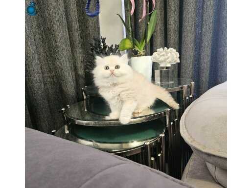 Scottish ve british eve gelen huzur kalbe düşen mutluluk