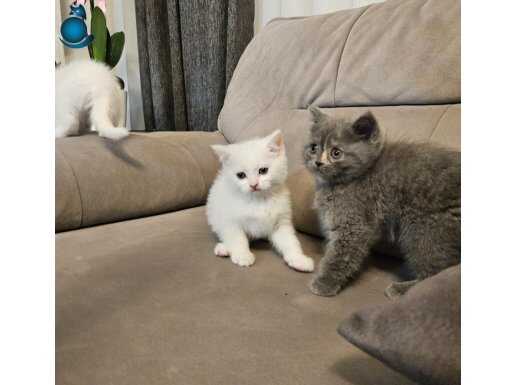 Safkan british shorthair süt beyaz MAKUL FİYAT ARAYANLAR İÇN