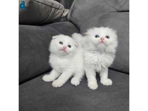 Show kalitede scottish fold longhair ve british yavrular