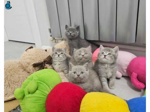 Anne ve baba british shorhair safkan sağlıklı bebekler 