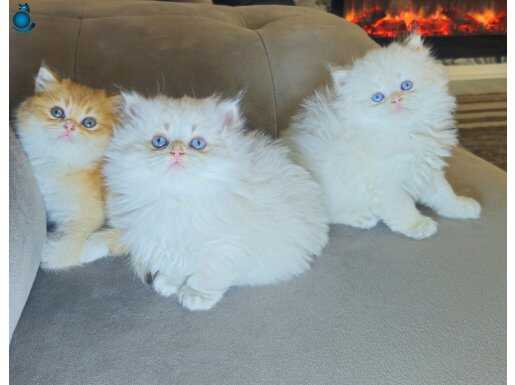 Çok üst kalitede aşırı sıcak kanlı british longhair ve short