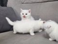 Süt beyaz british shorthair sıcak kanlı kucak delisi yavrulr