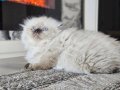 Scottish fold longhair ,british  üst kalite kalıcı mavi gzlü