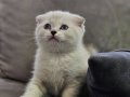 Show güzellikte scottish fold british shorthair yvrlr