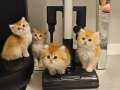 Show kalite de scli golden british shorthair bebeklet