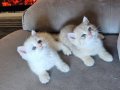 Ayıcık surak reng reng sevgi yumağı british shorthair yvrlr