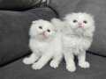 Show kalitede scottish fold longhair ve british yavrular