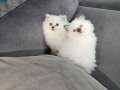 Show kalitede safkan british longhair ve shorthair yavrulr