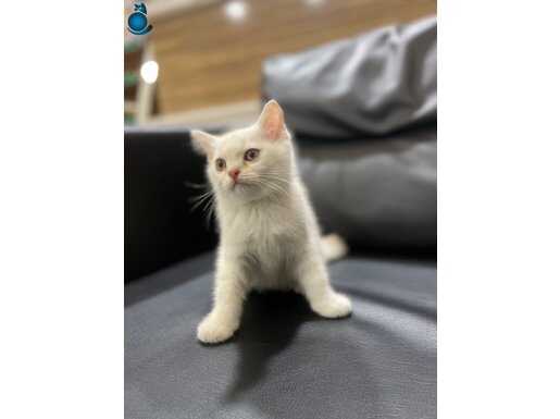 Veterinerden sağlıklı yavrular 