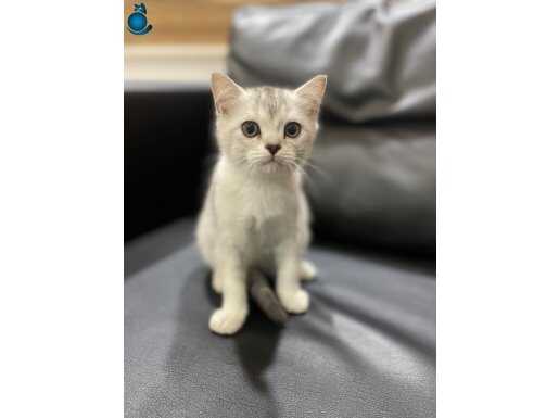 Veterinerden silver british shorthair dişi 