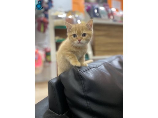 Golden British shorthair 