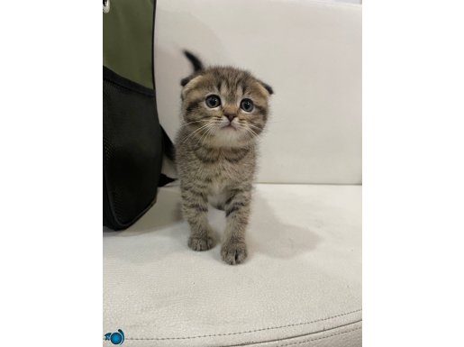 Sağlıklı golden scottish fold bebek 