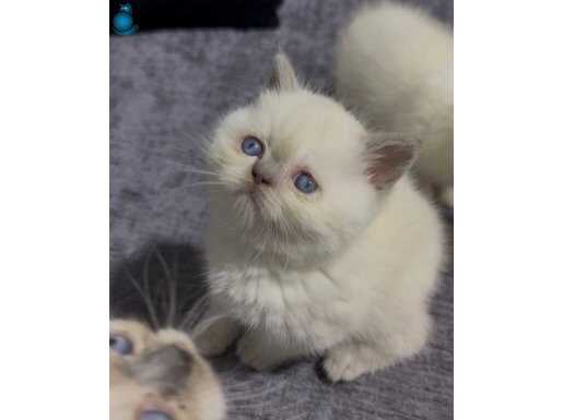 VETERİNERDEN sağlıklı yavrular 