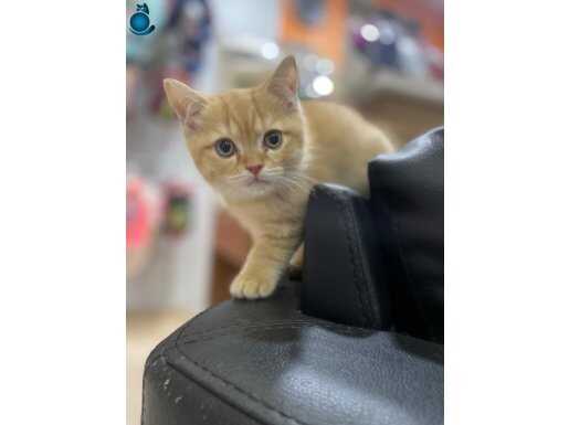 Veterinerden aşılı karneli yavrular 