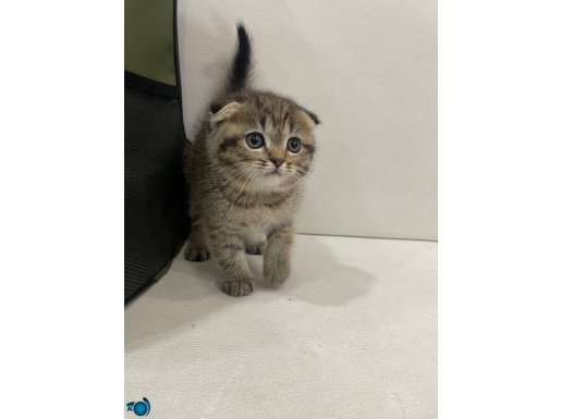 Veterinerden Scottish fold yavrular