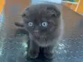 Chocalate scottish fold bayram şekeri 