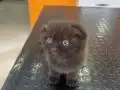 Chocalate scottish fold bayram şekeri 