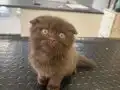 Chocalate scottish fold bayram şekeri 