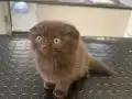 Chocalate scottish fold bayram şekeri 