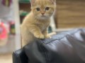 Golden British shorthair 