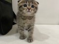 Sağlıklı golden scottish fold bebek 