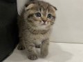 Veterinerden Scottish fold yavrular