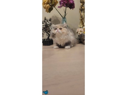Sevimli Tri Color Long hair Yavru