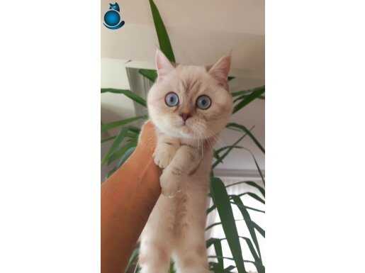 Ukrayna dan gelen sertifikalı anne babanın yavruları