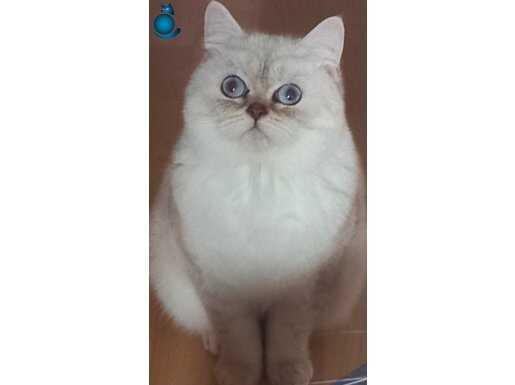 Ukraynadan gelen Anne babanın yavrusu