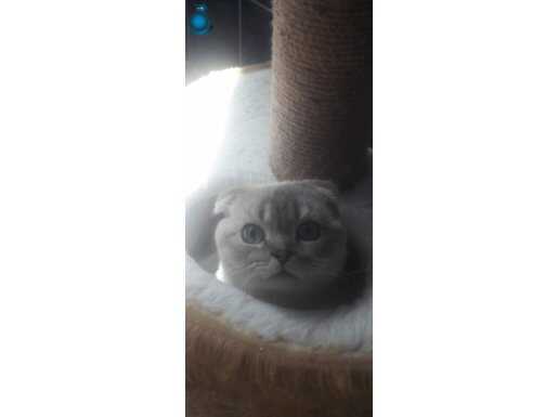 Ukrayna Şecereli Mikroçipli Orijinal Scottish Fold Erkek
