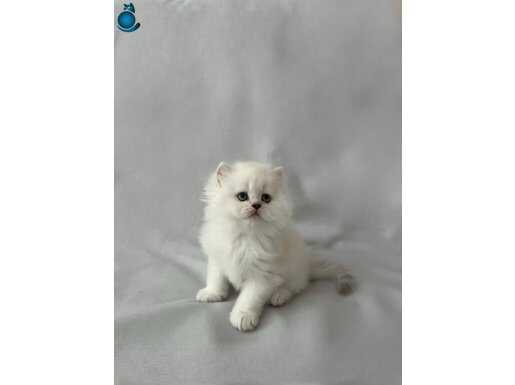 British Longhair DİŞİ
