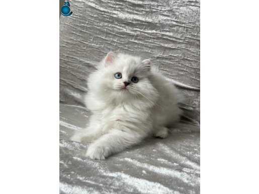 British Longhair Dişi
