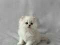 British Longhair DİŞİ