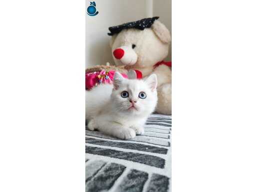 Safkan British shorthair son bebek