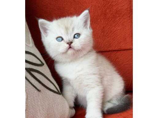 SCR’li Babanın Gümüş Bakışlı Safkan British Shorthair Prensesi