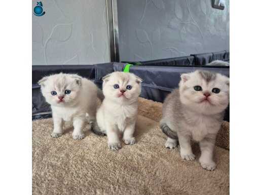 Safkan Scottish fold sıfır kulak kızlarım