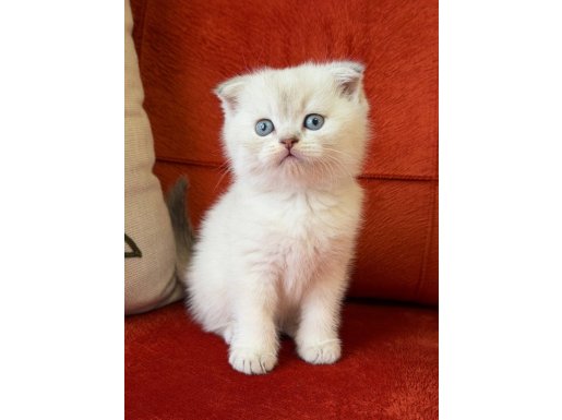 SCRli babanın Sıfır kulak safkan oğlu Zeus