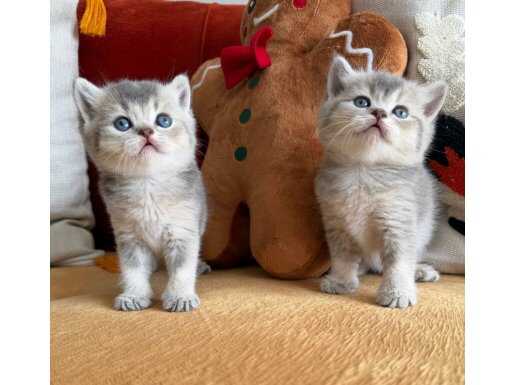 Safkan SCR li Babadan British shorthair Blue Golden
