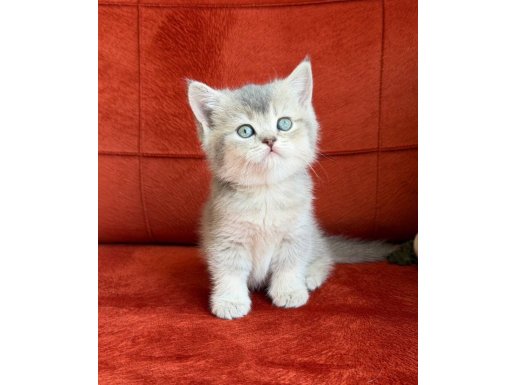 British shorthair son prenses Maya