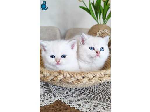 Safkan British shorthair Prensesler 