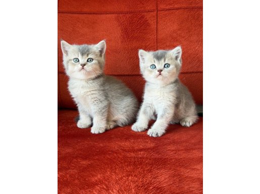 Safkan SCRli babadan Blue Golden kardeşler