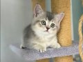 Safkan British shorthair dişi bebeğim Maya