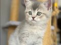 Safkan British shorthair dişi bebeğim Maya