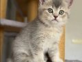 Safkan British shorthair dişi bebeğim Maya