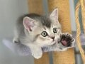 Safkan British shorthair dişi bebeğim Maya