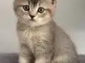Safkan British shorthair dişi bebeğim Maya