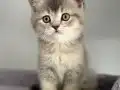 Safkan British shorthair dişi bebeğim Maya