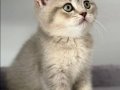 Safkan British shorthair dişi bebeğim Maya