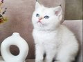 SCRli British Shorthair Babanın Dişi Bebekleri